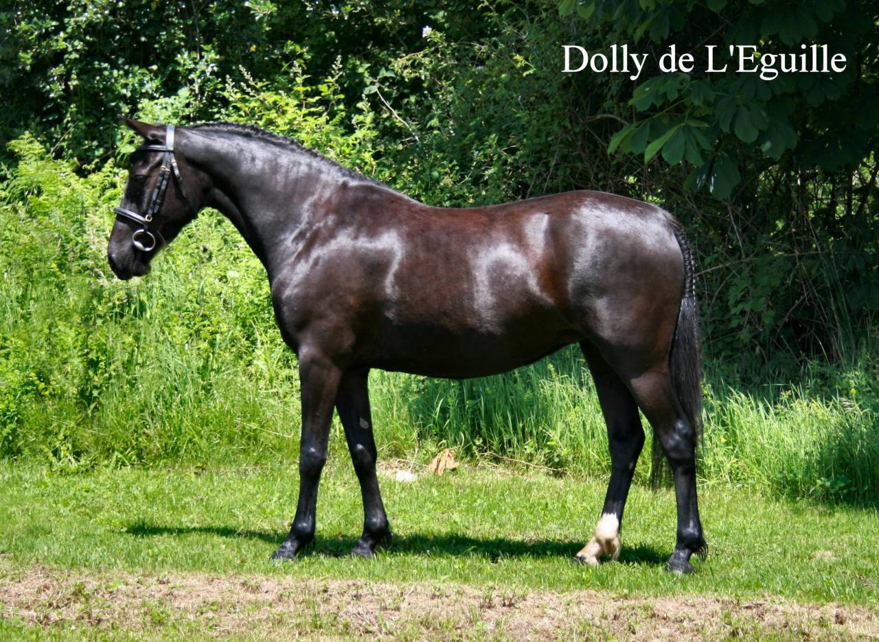 Étalon New Forest Exeptionel