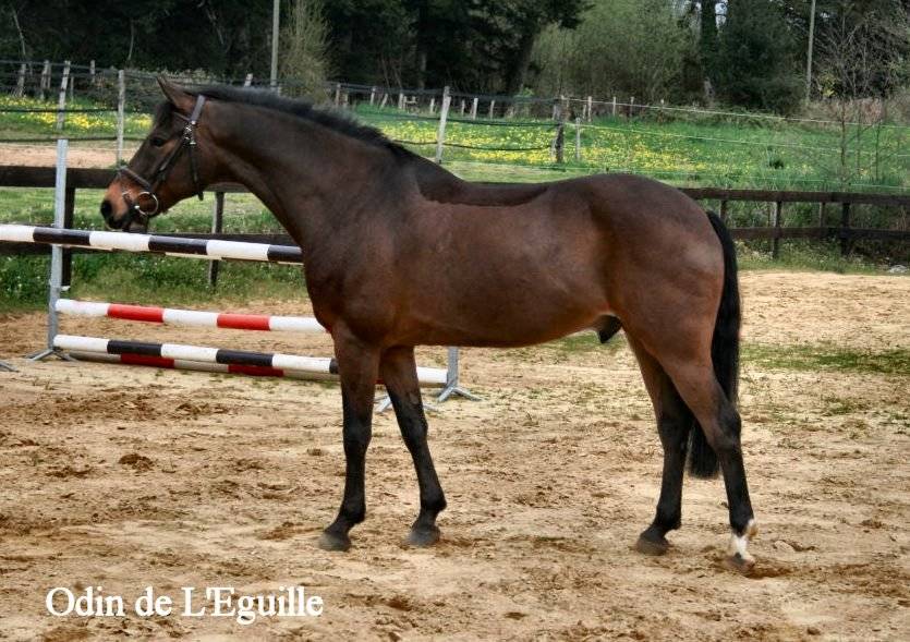 Étalon New Forest Exeptionel