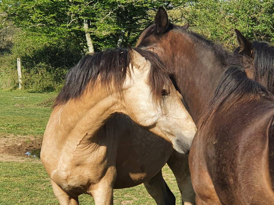 EUCHORTHIPUS D'ARQUETAN Etalon NEW FOREST