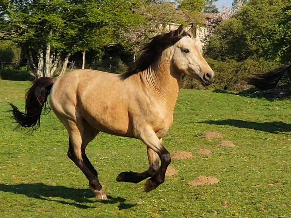 EUCHORTHIPUS D'ARQUETAN Etalon NEW FOREST