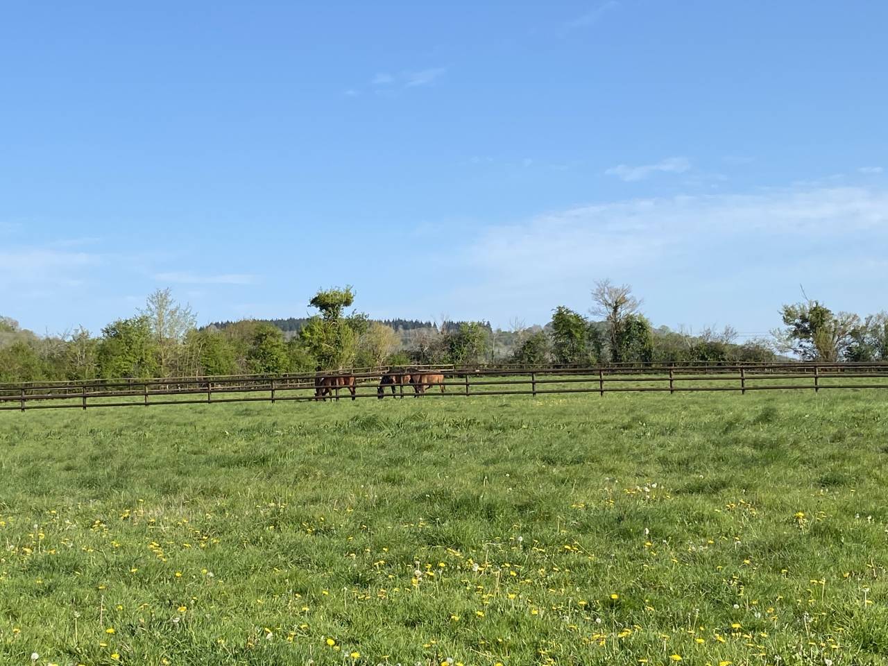 L Elevage des Biches propose pensions d Elevage 