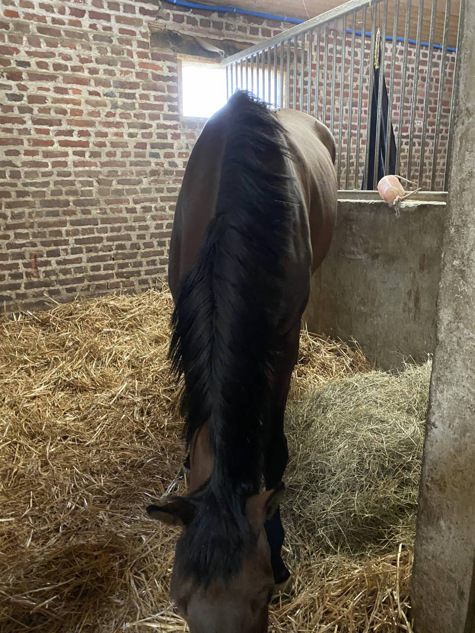 L Elevage des Biches propose pensions d Elevage 