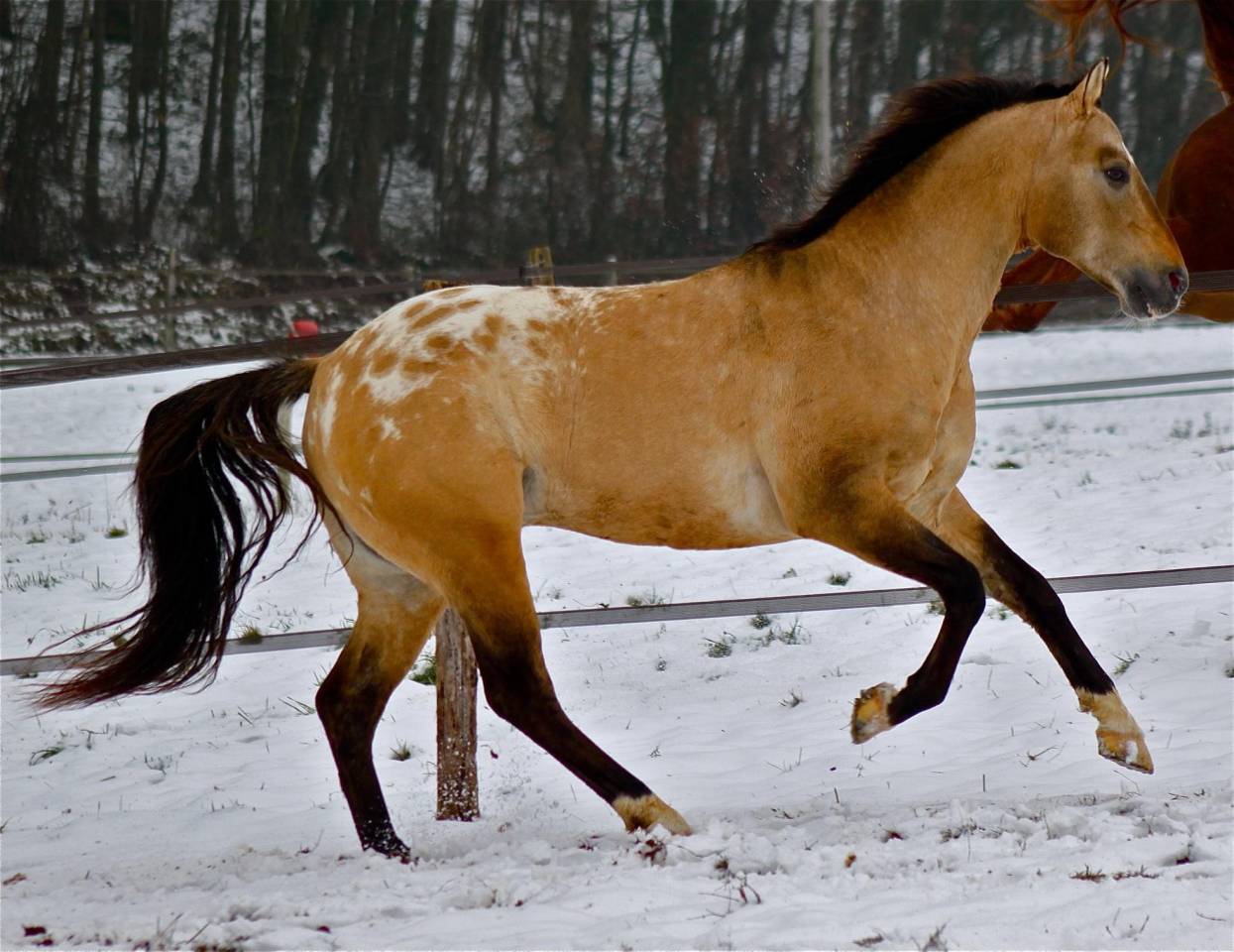 Bogieplated Jac Etalon Appaloosa Reining