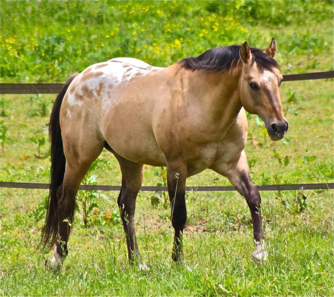 Bogieplated Jac Etalon Appaloosa Reining