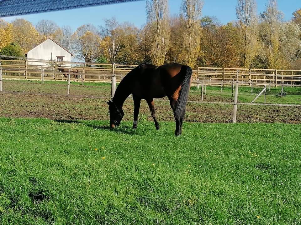 Pension dans Ecurie de Propriétaires 