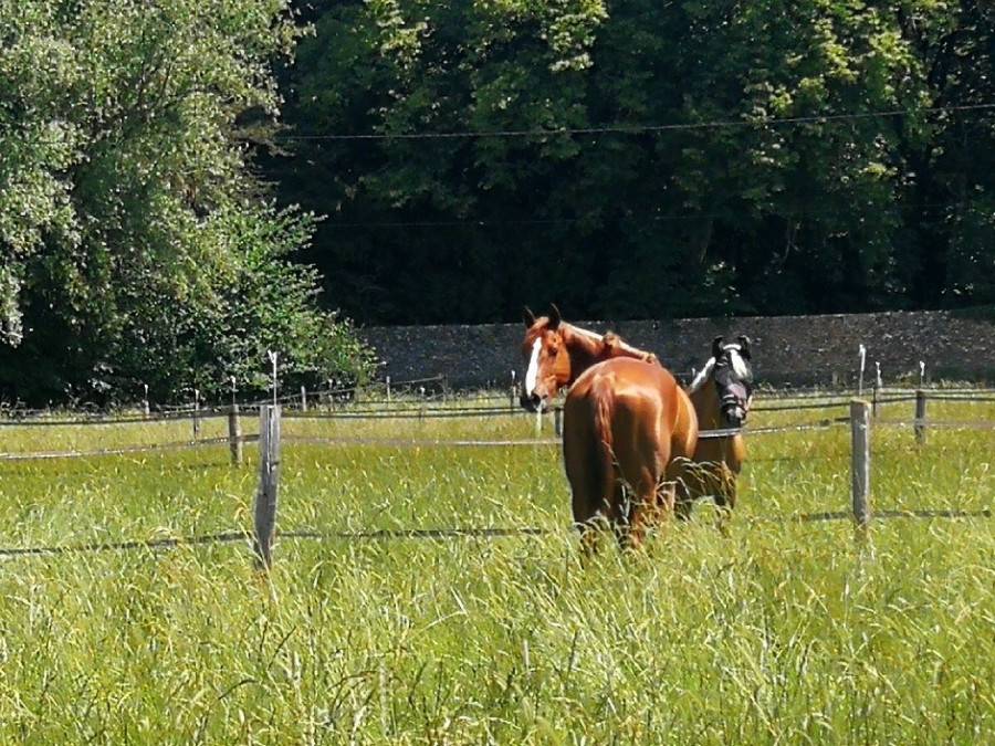 Pension dans Ecurie de Propriétaires 