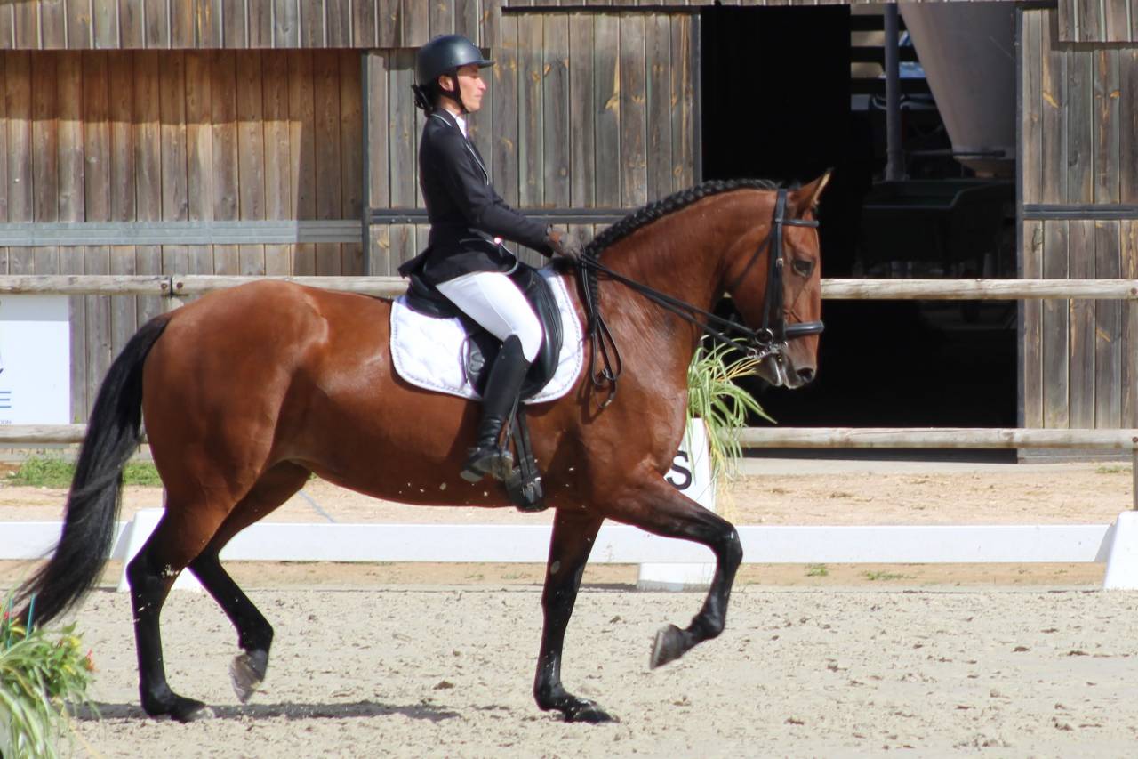 Apprentissage : Animateur d'équitation