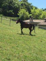 Ecurie de Propri&eacute;taires - La Clef Des Saules (26)