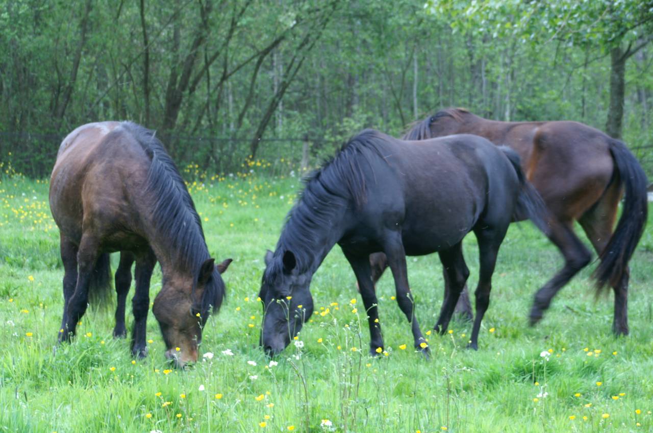 ECURIE DE PROPRIETAIRES