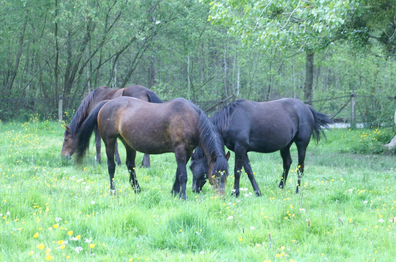 ECURIE DE PROPRIETAIRES