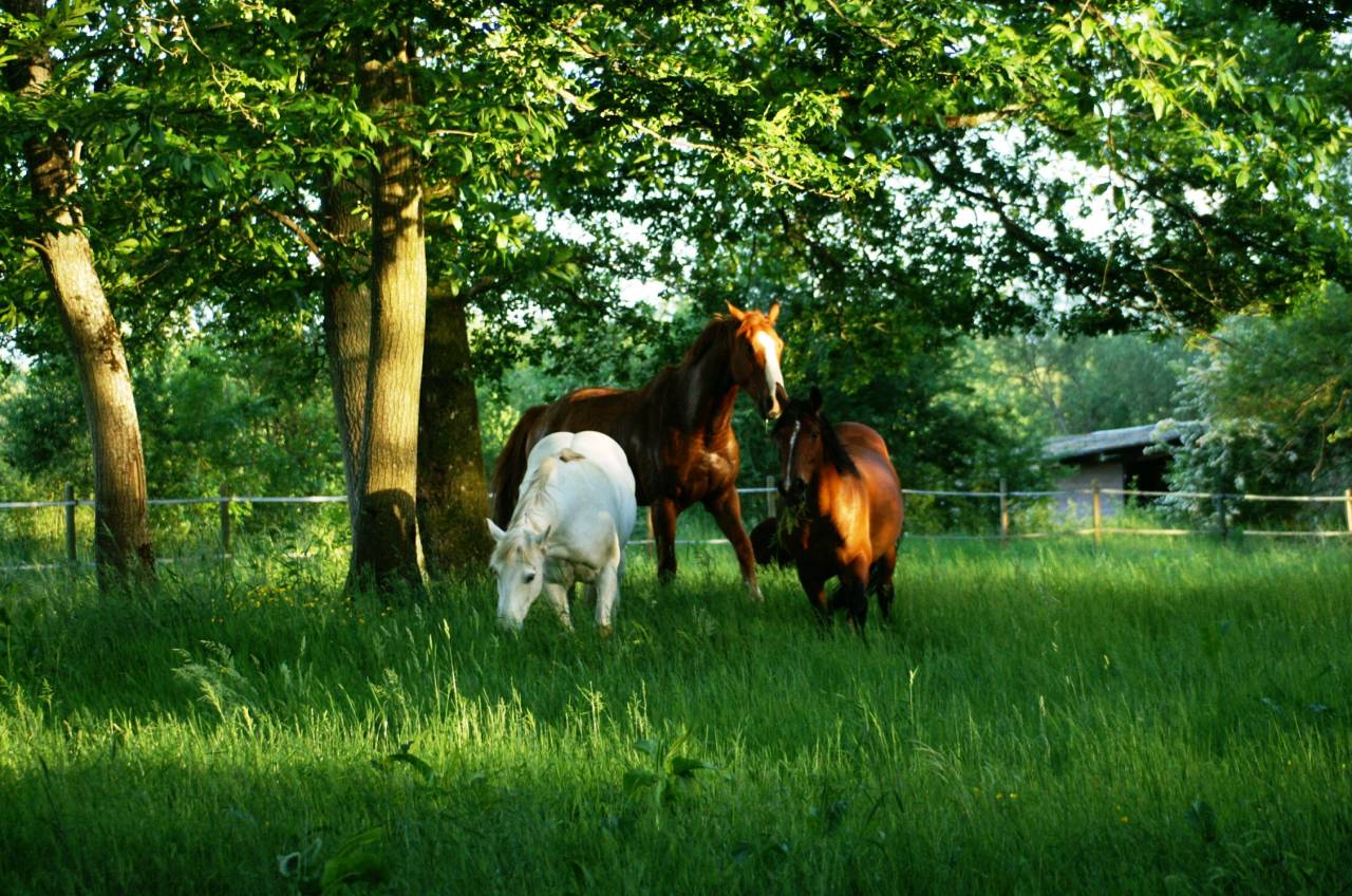 ECURIE DE PROPRIETAIRES