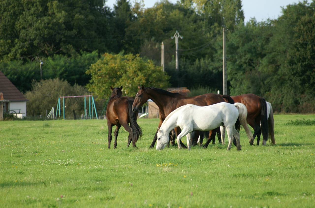 ECURIE DE PROPRIETAIRES