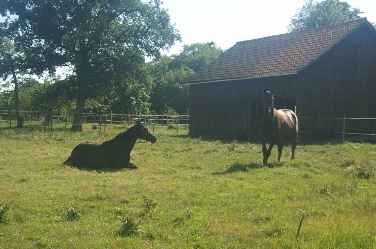 ECURIE DE PROPRIETAIRES