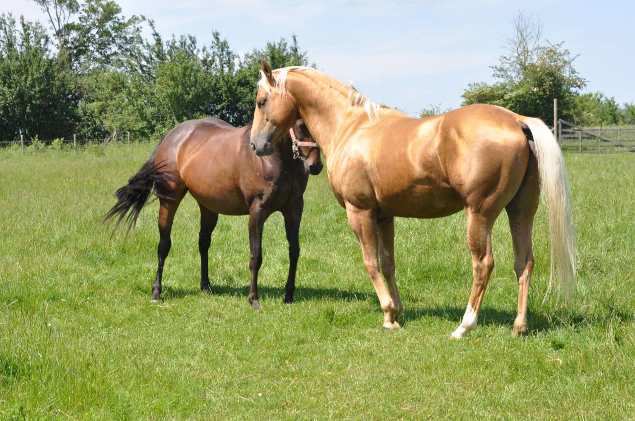 Pensions toutes disciplines - Thomas Ranch