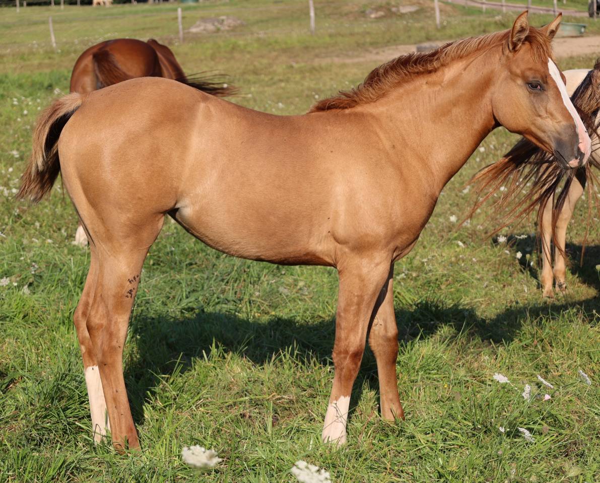 CB BOGIES LOVELY HEART Pouliche Appaloosa Red Dun 2021