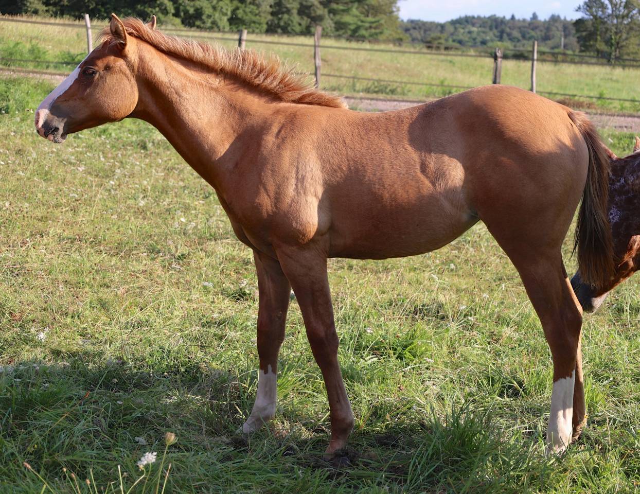 CB BOGIES LOVELY HEART Pouliche Appaloosa Red Dun 2021