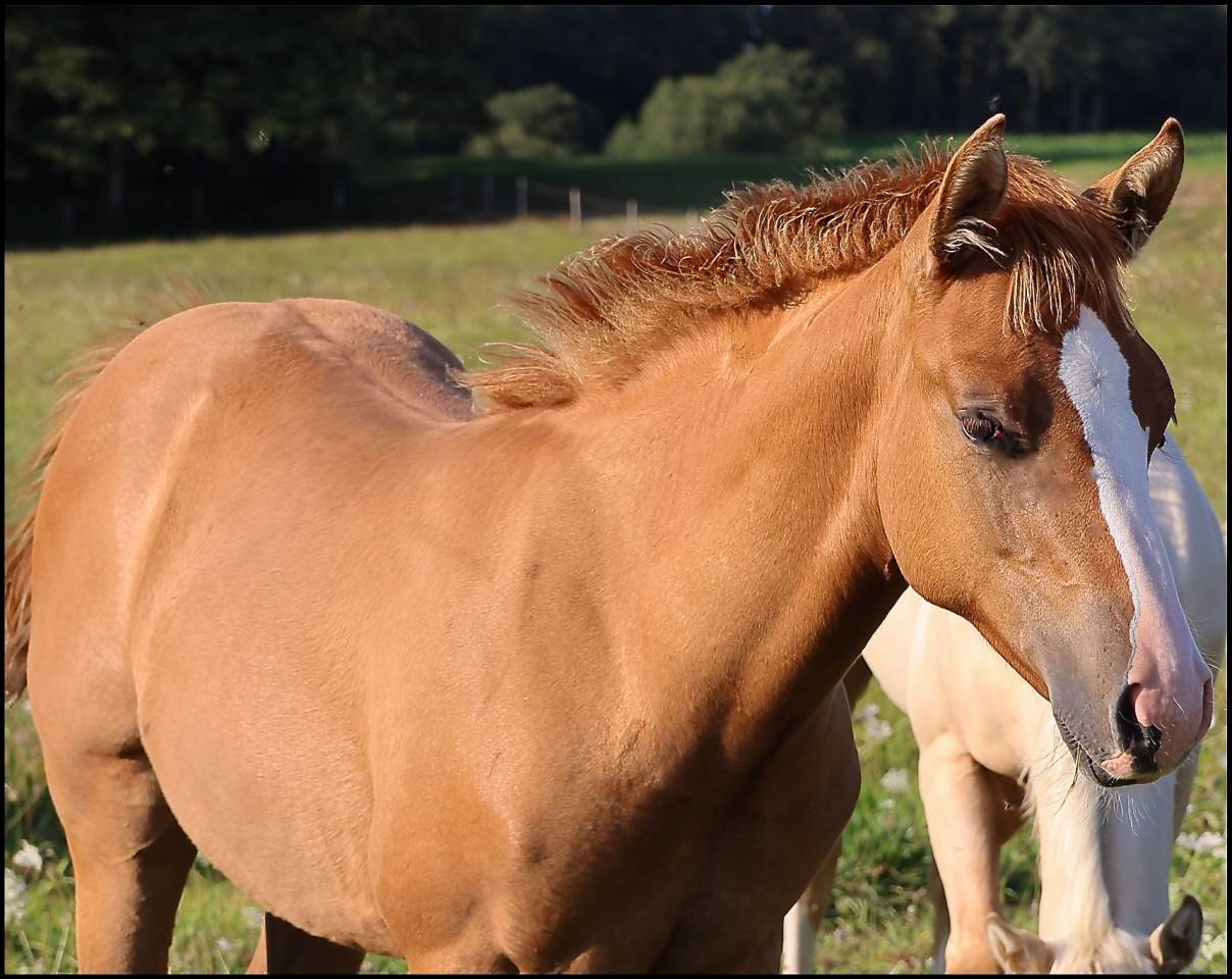 CB BOGIES LOVELY HEART Pouliche Appaloosa Red Dun 2021
