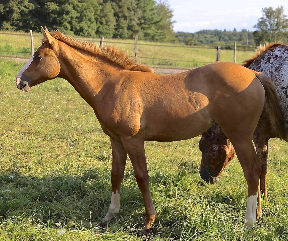CB BOGIES LOVELY HEART Pouliche Appaloosa Red Dun 2021