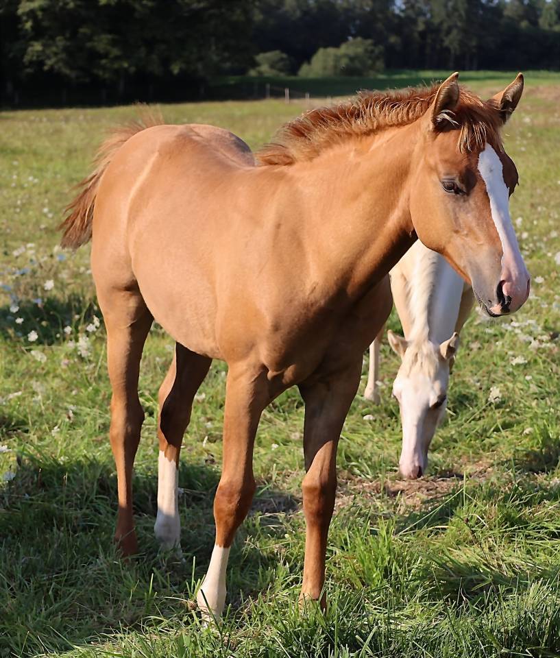 CB BOGIES LOVELY HEART Pouliche Appaloosa Red Dun 2021