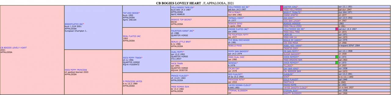 CB BOGIES LOVELY HEART Pouliche Appaloosa Red Dun 2021