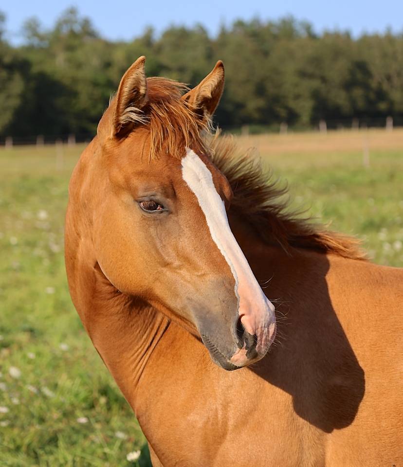 CB BOGIES LOVELY HEART Pouliche Appaloosa Red Dun 2021