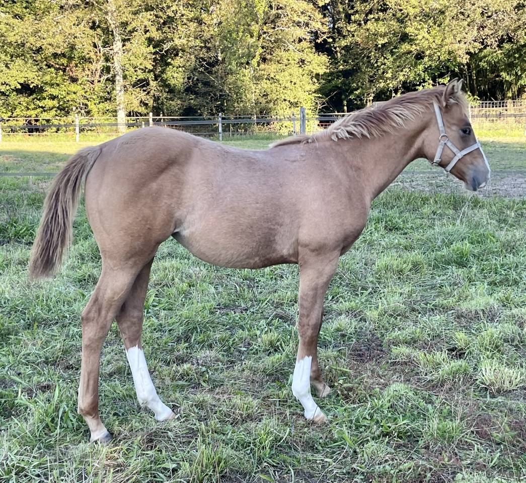CB BOGIES LOVELY HEART Pouliche Appaloosa Red Dun 2021