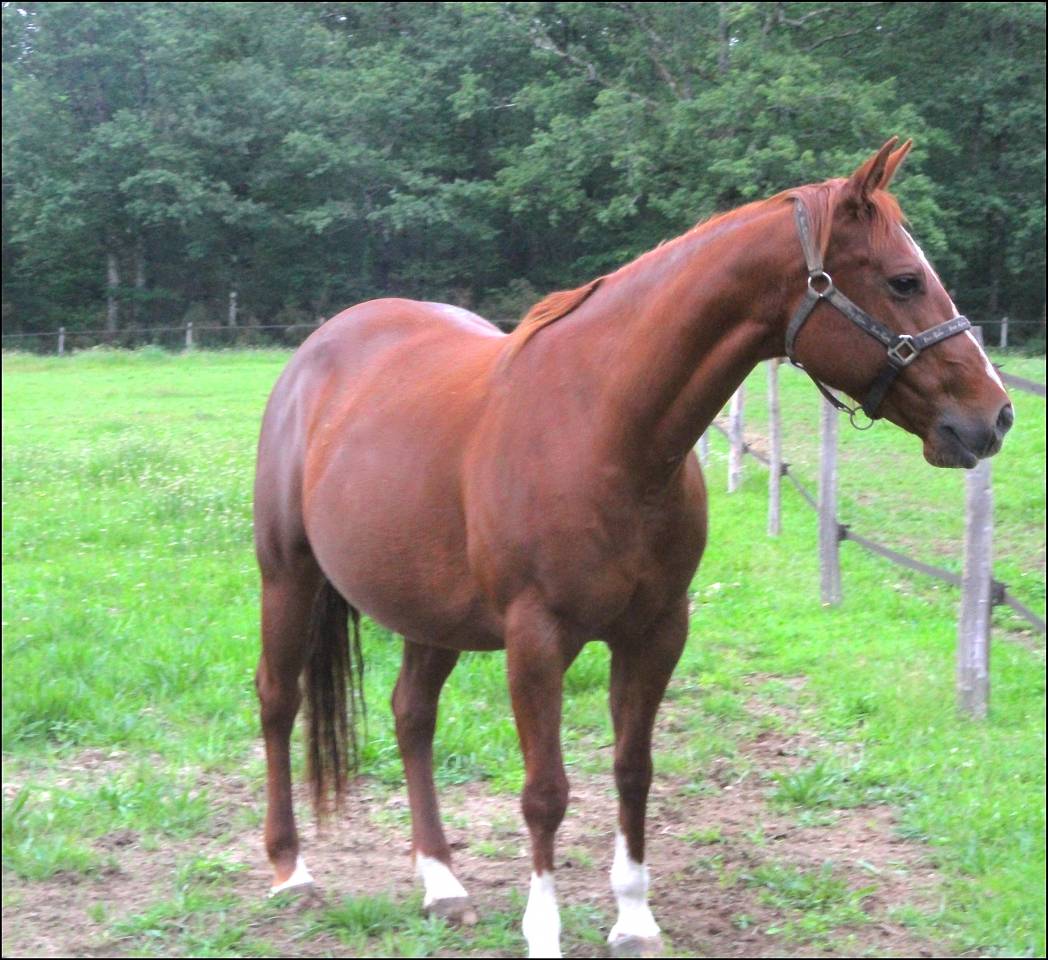 CB BOGIES MIRACLE GUN  2 ans  Appaloosa trés quarterisé