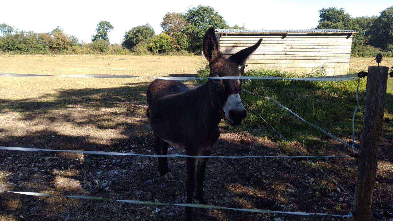 Comment un cheval r&ecirc;ve sa retraite