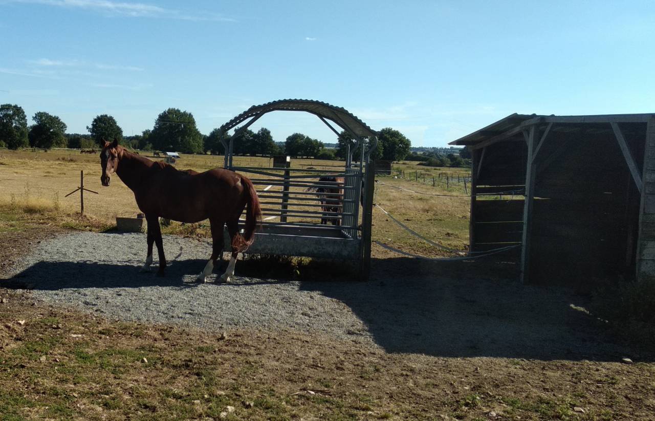 Comment un cheval r&ecirc;ve sa retraite