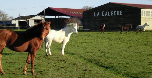 Comment un cheval r&ecirc;ve sa retraite