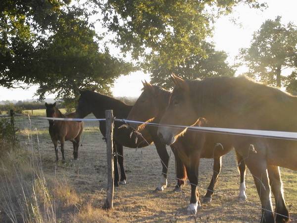 Comment un cheval r&ecirc;ve sa retraite