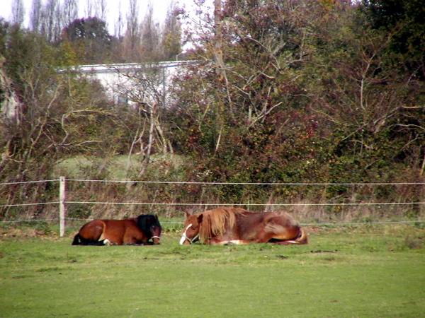 Comment un cheval r&ecirc;ve sa retraite