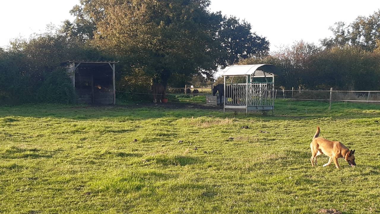 Comment un cheval r&ecirc;ve sa retraite