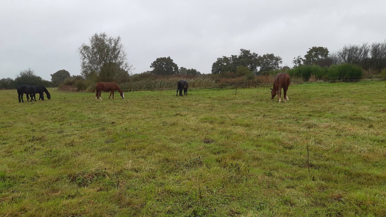 Comment un cheval r&ecirc;ve sa retraite