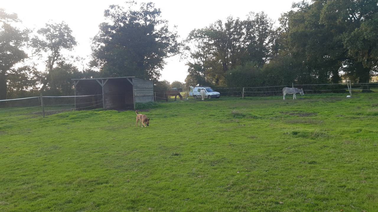 Comment un cheval r&ecirc;ve sa retraite