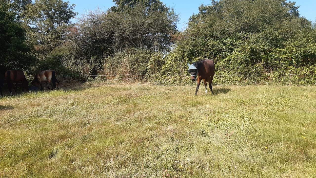 Comment un cheval r&ecirc;ve sa retraite