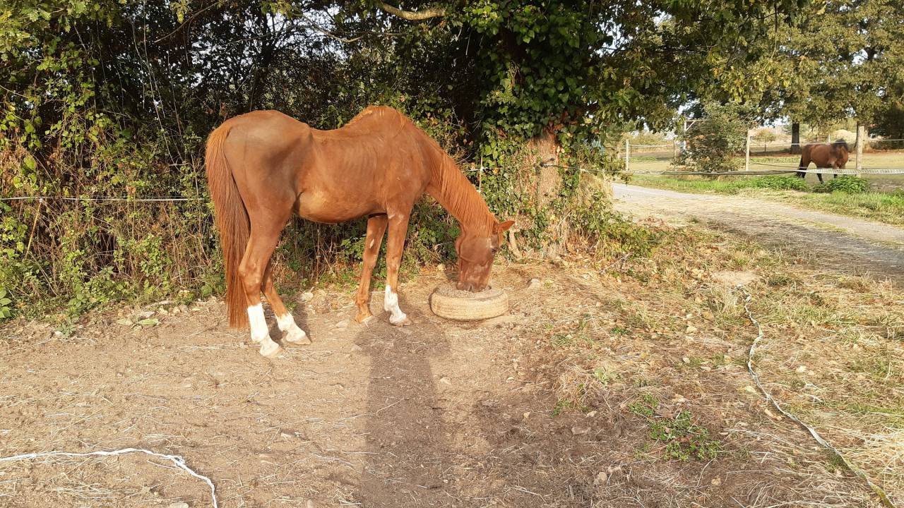 Comment un cheval r&ecirc;ve sa retraite