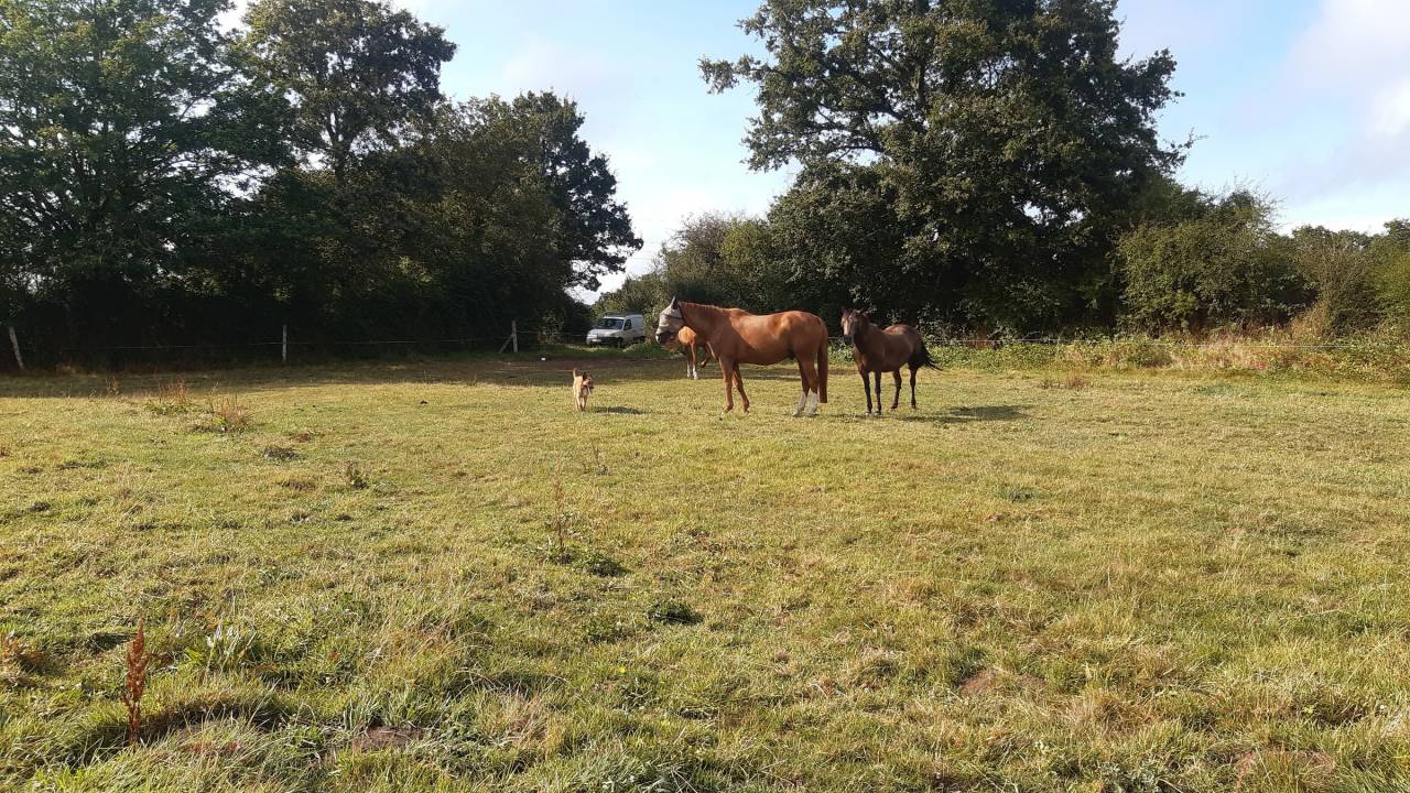 Comment un cheval r&ecirc;ve sa retraite