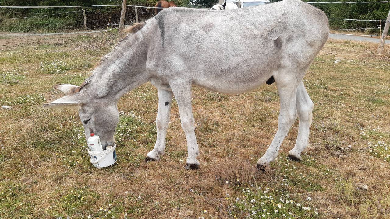 Comment un cheval r&ecirc;ve sa retraite