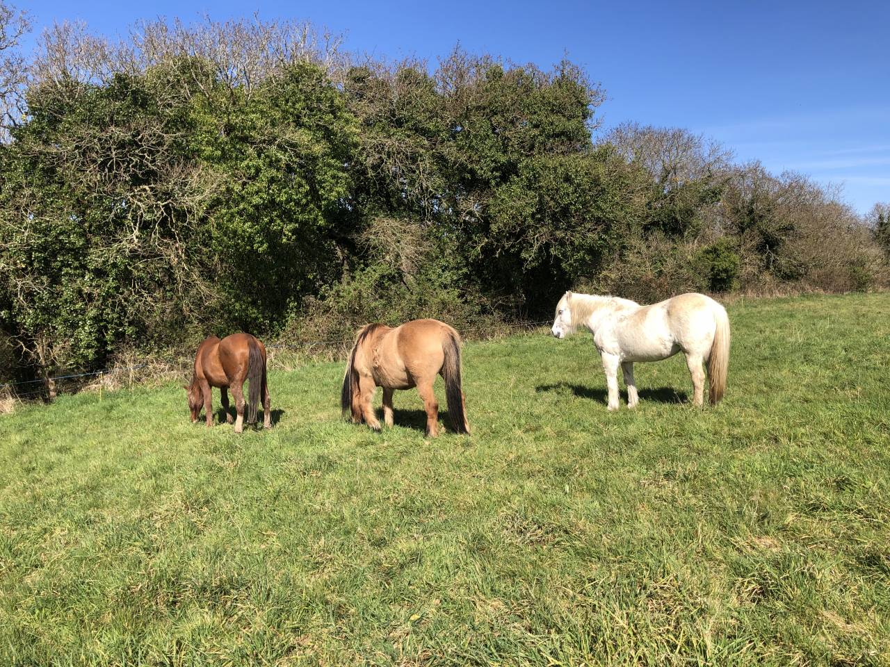 &Eacute;curies de Keriel - Ecurie de propri&eacute;taires (22)