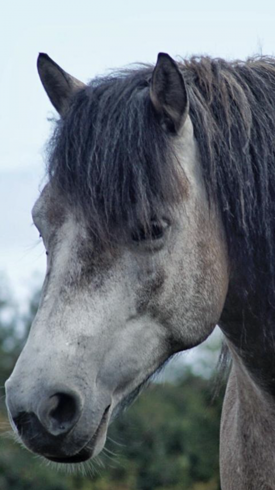&Eacute;curies de Keriel - Ecurie de propri&eacute;taires (22)