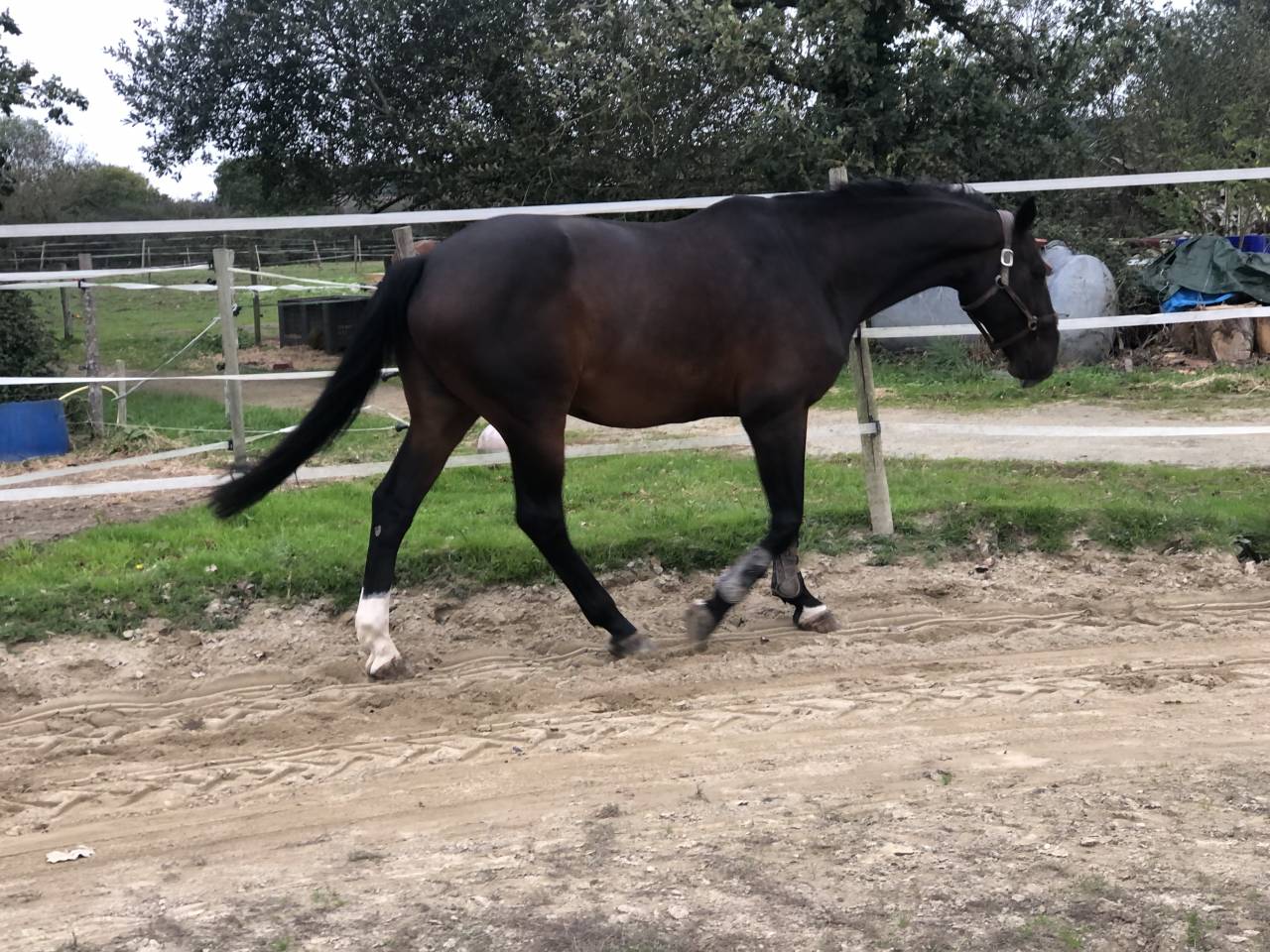 &Eacute;curies de Keriel - Ecurie de propri&eacute;taires (22)