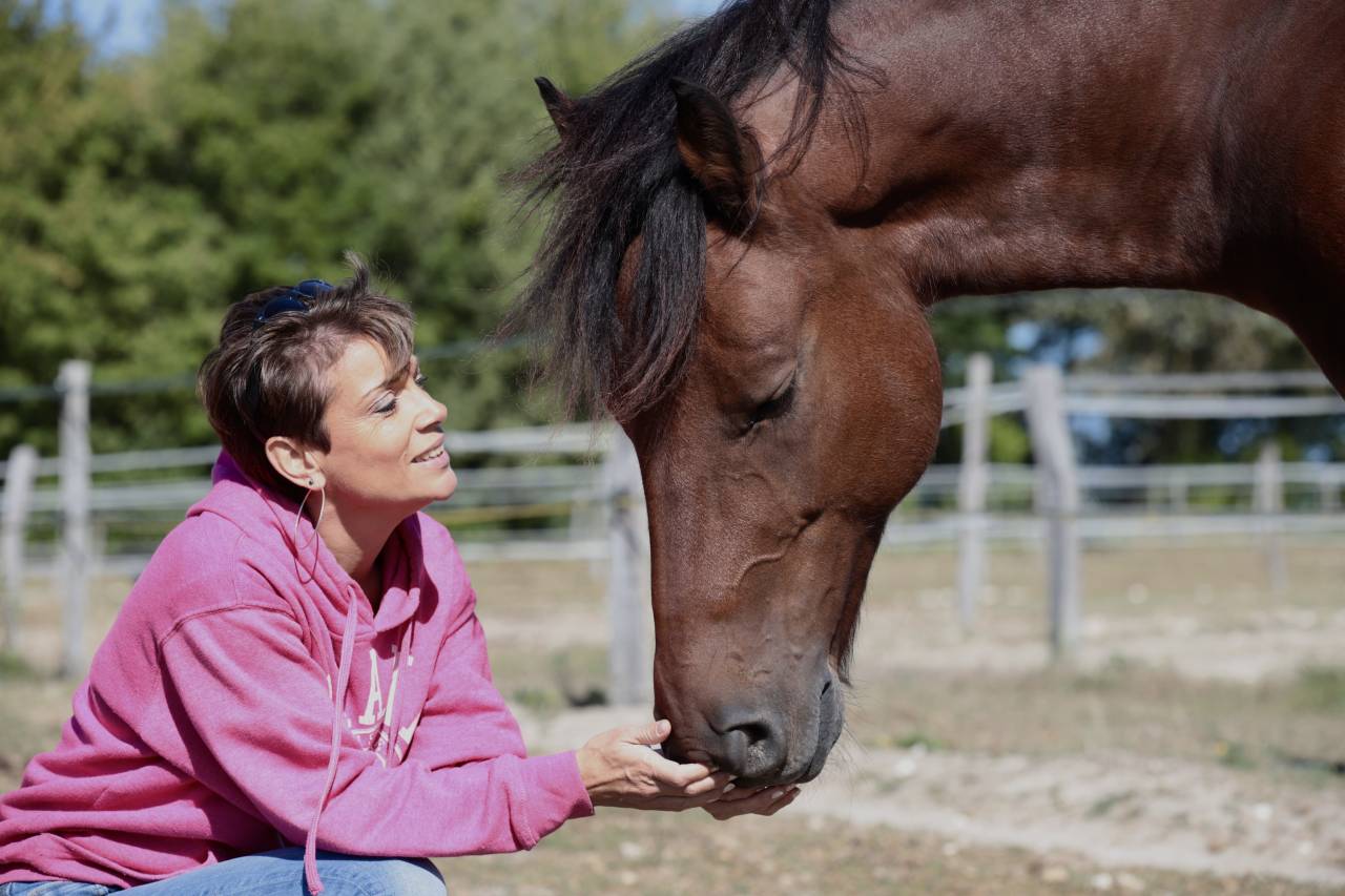 Photographe chevaux et animaux de compagnie