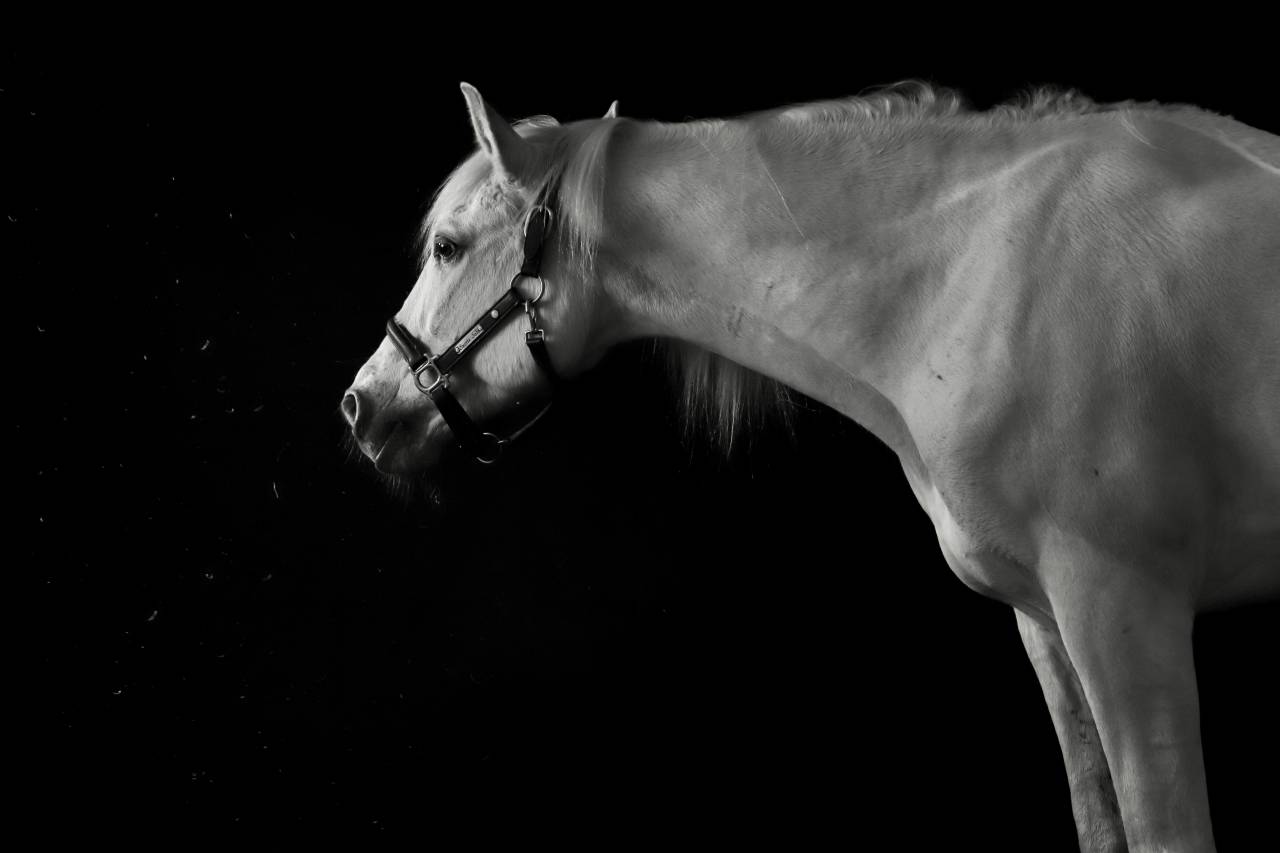 Photographe chevaux et animaux de compagnie