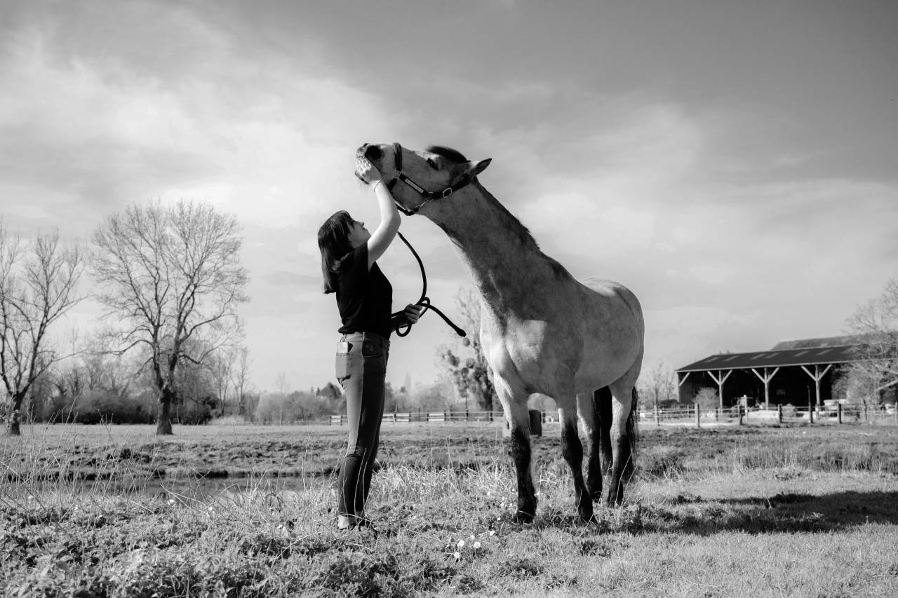 Photographe chevaux et animaux de compagnie
