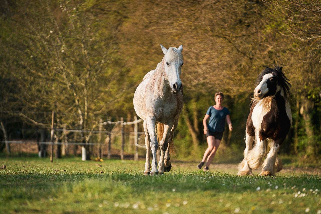 Photographe chevaux et animaux de compagnie