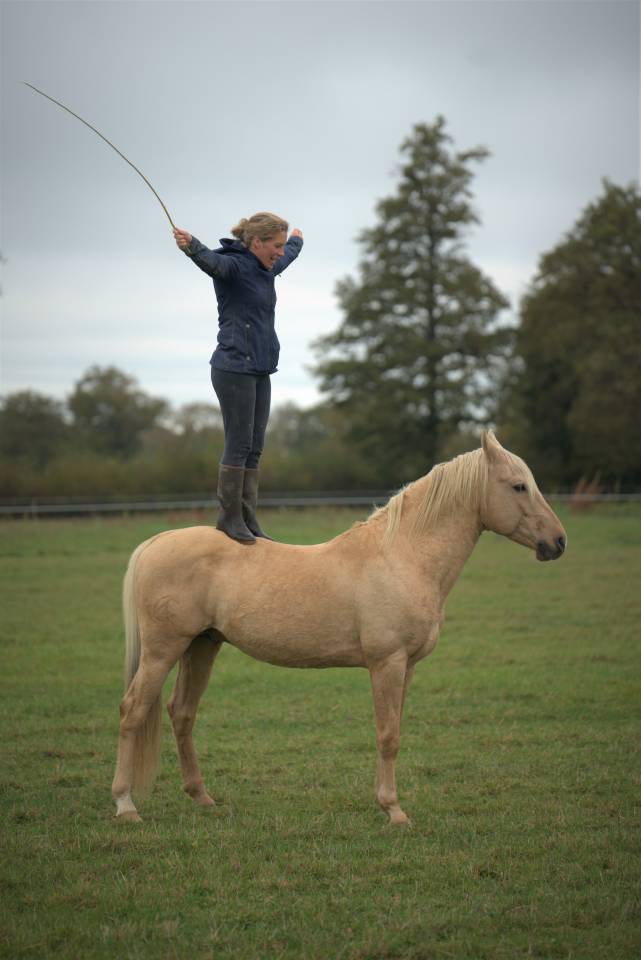 Pension travail, d&eacute;bourrage, &eacute;ducation du cheval