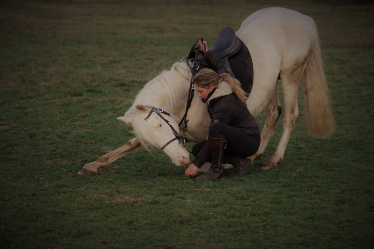 Pension travail, d&eacute;bourrage, &eacute;ducation du cheval