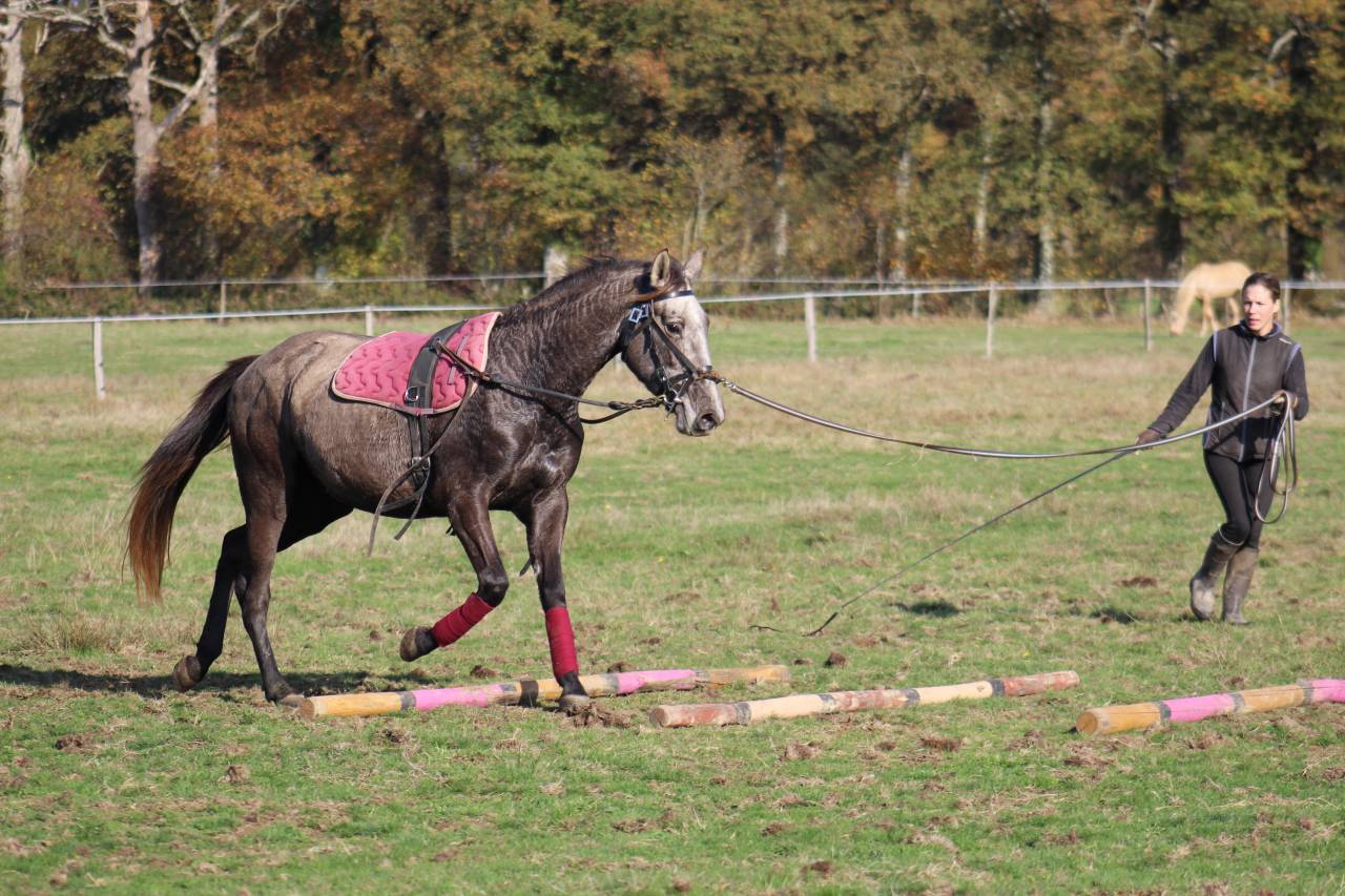 Pension travail, d&eacute;bourrage, &eacute;ducation du cheval