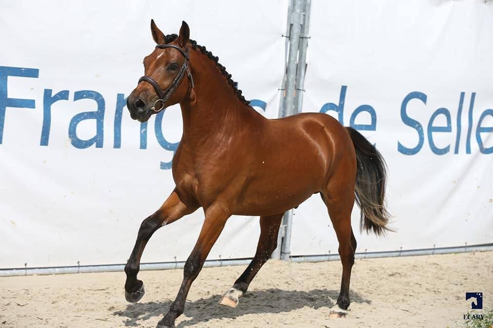 SAILLIE IAC 2024 - JUMBO DES ETOILES - ETALON NF